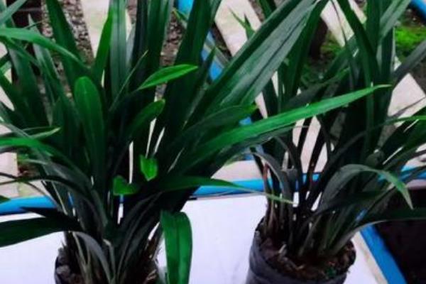 如何养殖墨兰，生长季节每周追施一次肥料