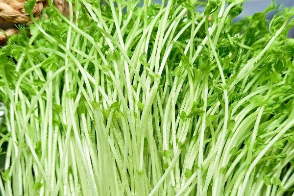 绿豆的特点，其果实包裹在果荚中