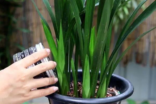 如何养殖墨兰，生长季节每周追施一次肥料