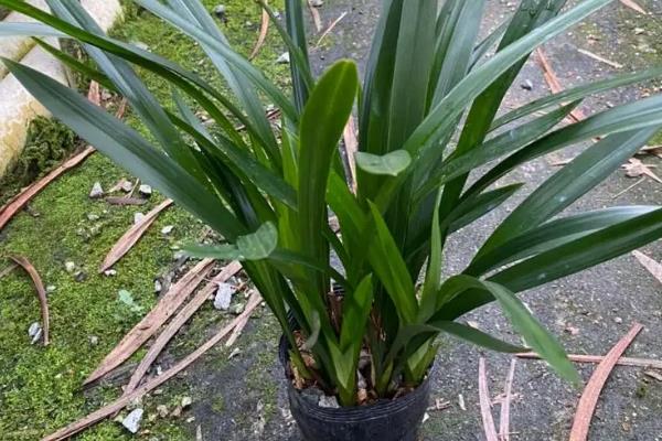 如何养殖墨兰，生长季节每周追施一次肥料