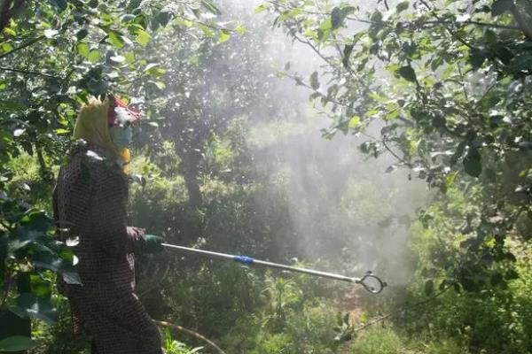 苹果树的叶片变黄如何处理，可采取喷施硫酸亚铁等措施