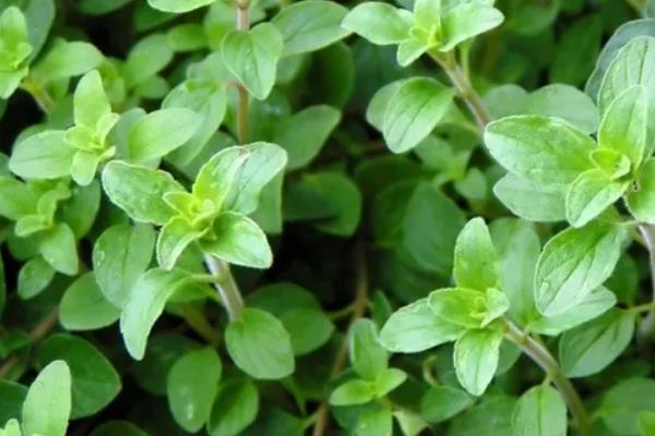 野薄荷和薄荷的区别是什么，生长环境、外观特征有所不同
