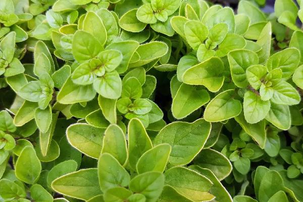 野薄荷和薄荷的区别是什么，生长环境、外观特征有所不同