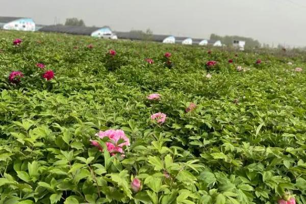 牡丹如何养，秋季9-10月份种植为佳