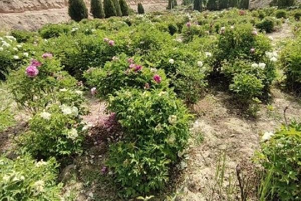 牡丹如何养，秋季9-10月份种植为佳