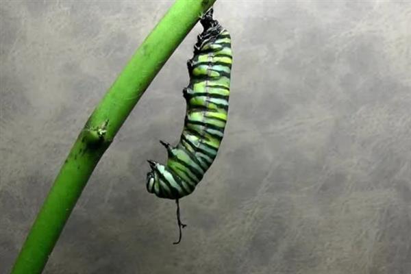 毛毛虫变成蝴蝶的原因，属于蝴蝶幼虫经过发育就会蜕变