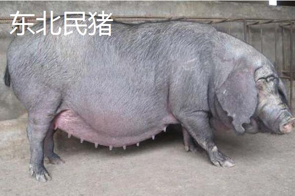 有哪些华北型猪品种，莱芜猪、东北民猪、八眉猪等品种是代表种