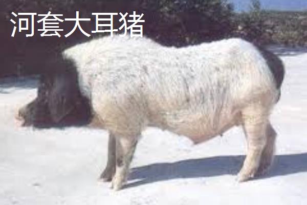有哪些华北型猪品种，莱芜猪、东北民猪、八眉猪等品种是代表种