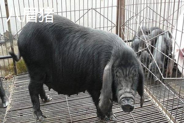 有哪些华北型猪品种，莱芜猪、东北民猪、八眉猪等品种是代表种