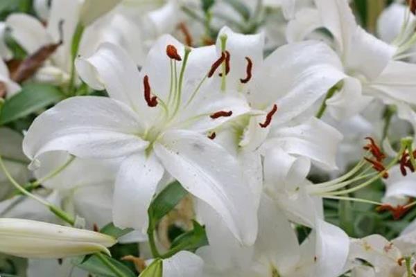 百合花不可送人的原因，是由于百合花花粉较多