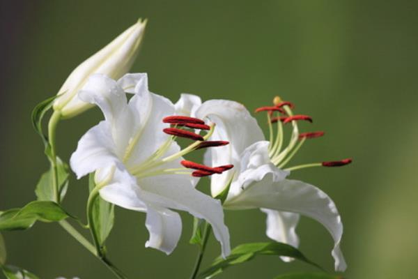 百合花不可送人的原因，是由于百合花花粉较多