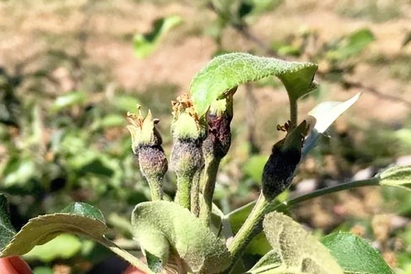 苹果树光长条不开花怎么解决，需要将生长过长的枝条进行短截处理