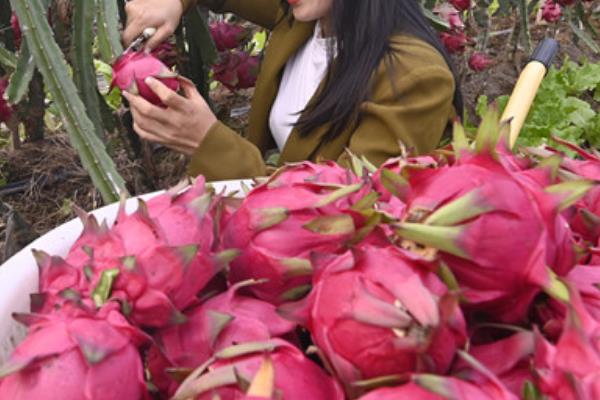 火龙果的价格，价格与上市时间、品种、售卖地区有关