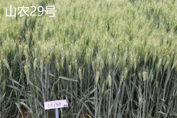 小麦的主产区，冬小麦分布在北方