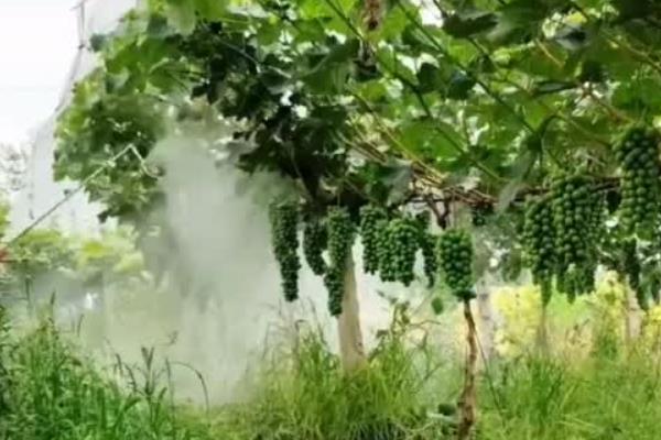 种植葡萄要注意什么，刈割杂草可避免绿盲蝽危害植株