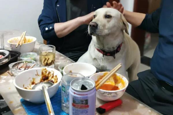 狗狗被惯坏的表现，表现为人来疯、无理取闹等