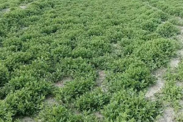 半枝莲适合用什么土种植，可以用土质疏松、排水性好、肥沃的土壤