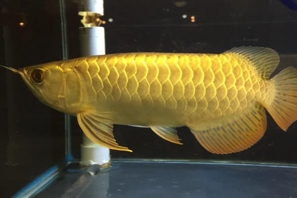金龙鱼缸尺寸规格，最好在120-150厘米之间