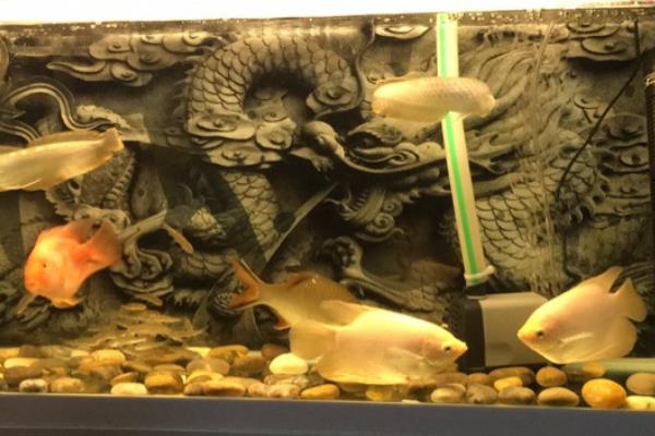 金龙鱼缸尺寸规格，最好在120-150厘米之间