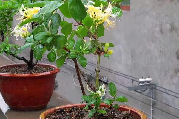 金银花怎么养，喜欢在湿润温暖的地方生长