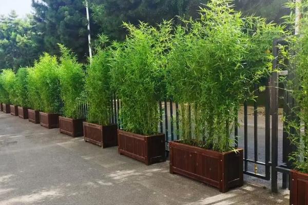 竹子的种植成本，投资因品种而异