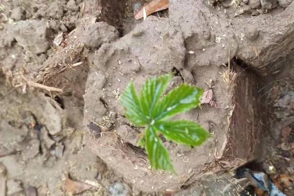 爬山虎有没有种子和果实，有果实也有种子