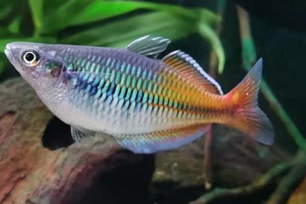 马达加斯加彩虹鱼好不好养，饲养难度不高