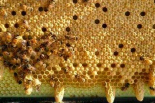 失王蜂群如何造王台，补充卵虫脾、抽调封盖子脾可培育新王