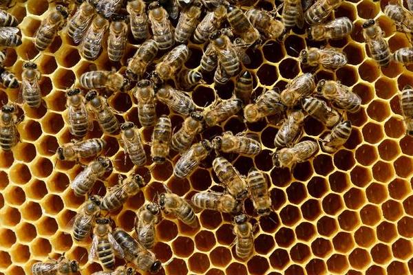失王蜂群如何造王台，补充卵虫脾、抽调封盖子脾可培育新王