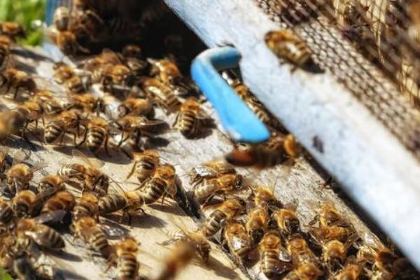 失王蜂群如何造王台，补充卵虫脾、抽调封盖子脾可培育新王