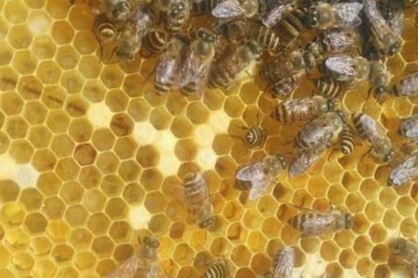 失王蜂群如何造王台，补充卵虫脾、抽调封盖子脾可培育新王