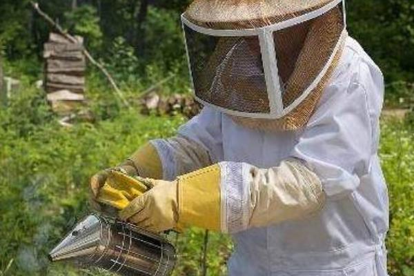失王蜂群如何造王台，补充卵虫脾、抽调封盖子脾可培育新王
