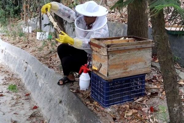 失王蜂群如何造王台，补充卵虫脾、抽调封盖子脾可培育新王