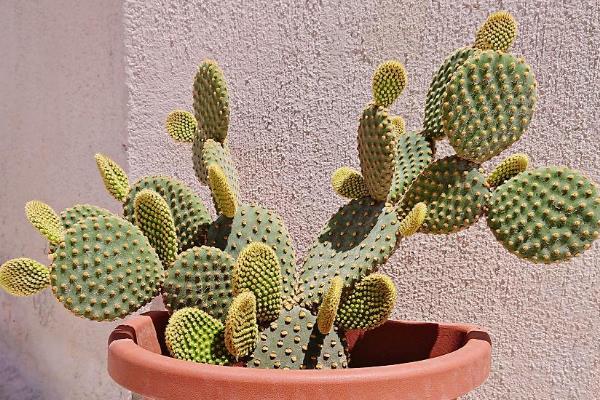 哪些绿植适合在阳台上暴晒，包括千日红、常春藤等品种