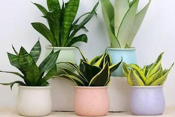 哪些绿植适合在阳台上暴晒，包括千日红、常春藤等品种