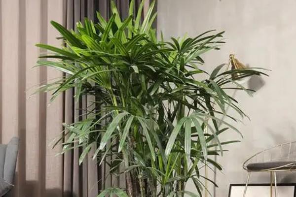哪些绿植适合在阳台上暴晒，包括千日红、常春藤等品种
