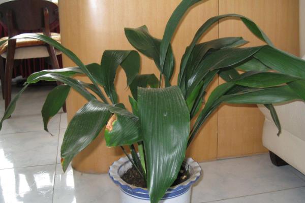 哪些绿植适合在阳台上暴晒，包括千日红、常春藤等品种
