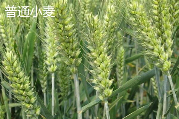 普通小麦的比重是多少，一级小麦的容重在790g/L以上