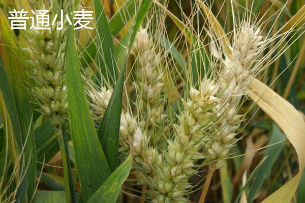 普通小麦的比重是多少，一级小麦的容重在790g/L以上