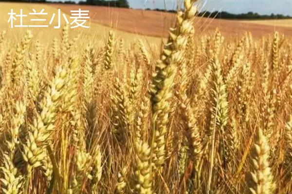 普通小麦的比重是多少，一级小麦的容重在790g/L以上