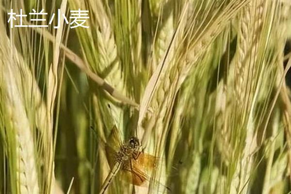 普通小麦的比重是多少，一级小麦的容重在790g/L以上