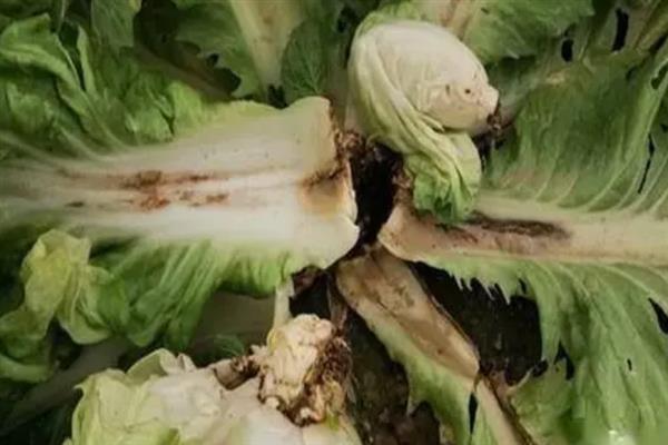 白菜软腐病的发病症状，最后会导致整个植株枯死