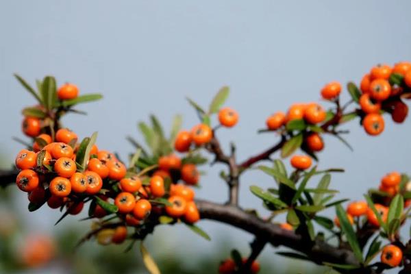 沙棘简介，是一种落叶性灌木