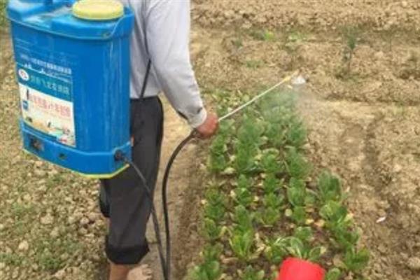 白菜软腐病的发病症状，最后会导致整个植株枯死