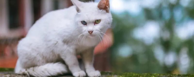 为什么猫咪绝育的时间要趁早，因为可以帮助降低乳腺肿瘤的发生几率