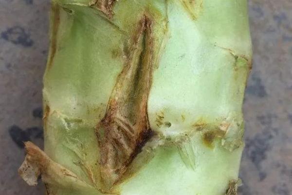 四川秋冬莴笋的病害类型，主要包括生理性和侵染性病害