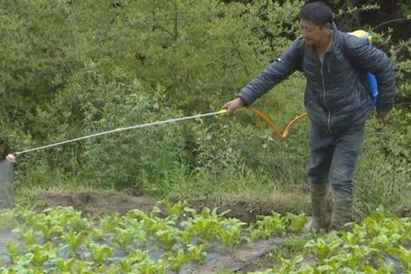 四川秋冬莴笋的病害类型，主要包括生理性和侵染性病害