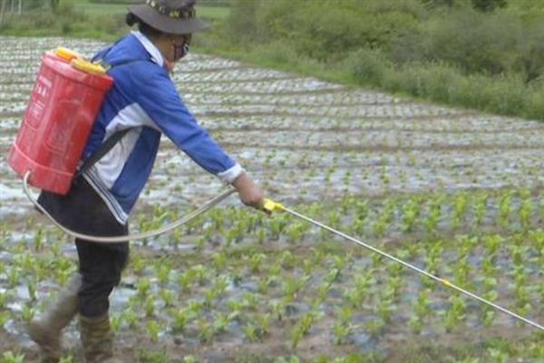 四川秋冬莴笋的病害类型，主要包括生理性和侵染性病害