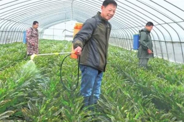 四川秋冬莴笋的病害类型，主要包括生理性和侵染性病害