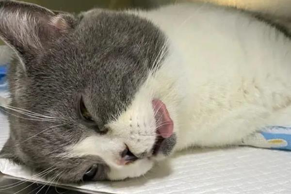为什么猫咪绝育的时间要趁早，因为可以帮助降低乳腺肿瘤的发生几率